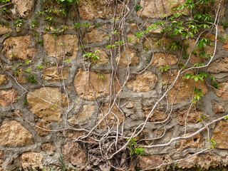 Climbing ivy on an ancient building wall © enginakyurt