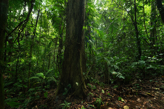Rainforest in the jungle