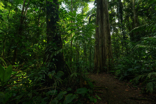 Rainforest in the jungle