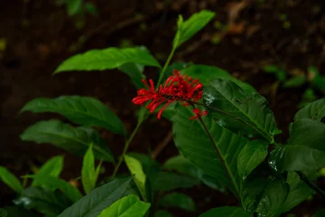 Rainforest in the jungle © quickshooting