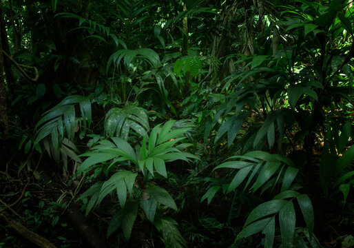 tropical forest in the jungle
