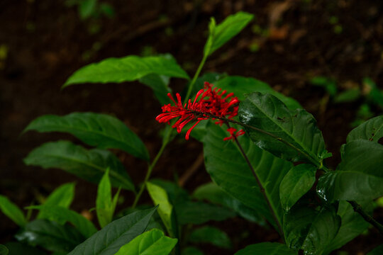 Rainforest in the jungle