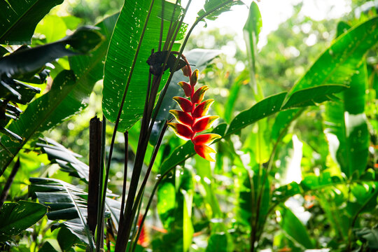 Rainforest in the jungle