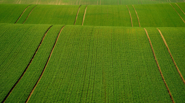 View of rolling green fields with rhythmic tractor tracks across the landscape in Moravia, Brno-City District, South Moravian Region, Czechia.