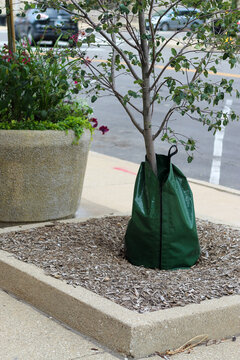 Young deciduous tree with a green slow-release watering bag installed in an urban sidewalk mulch bed