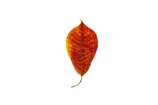 Autumn red orange leave isolated on a white invisible, background