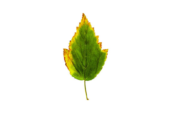 Autumn green yellow leave isolated on a white background