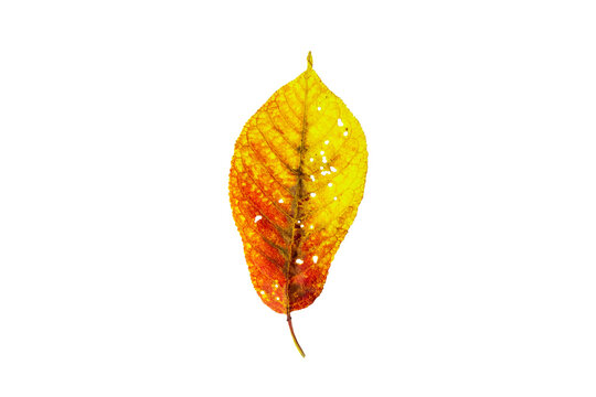 Autumn red yellow leave isolated on a white transparent background