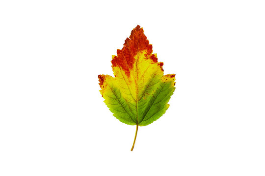 Autumn red yellow leave isolated on a white transparent background