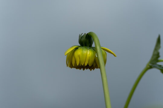Yellow dahlia flower bud drooping softly in bright sunlight with simple background