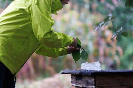 A person in a yellow jacket is seen carefully cutting leaves from a plant at a wooded area
