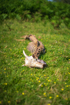 View of an animal skeleton with a skull and spine lying in a grassy meadow with yellow wildflowers in Minions, Cornwall, United Kingdom.