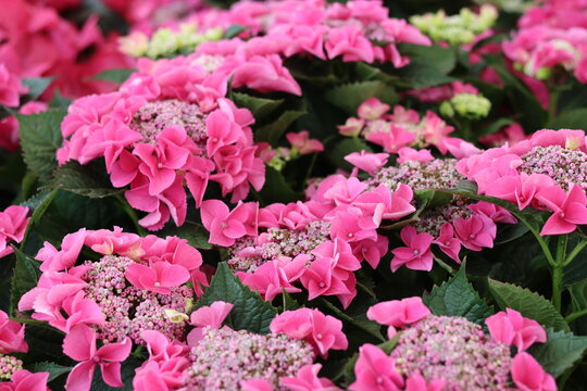 Pink lacecap hydrangea flowers in a garden