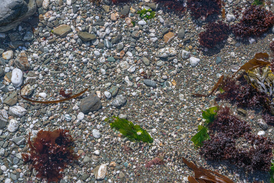 View of colorful pebbles, smooth stones, and vibrant red and green seaweed resting in a shallow tide pool along the coastline of Looe, Cornwall, United Kingdom.