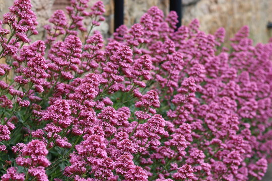 Valerian flowers in a garden