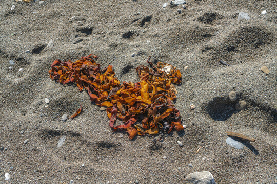View of brown seaweed washed up on the sandy beach at Portnadler Bay near Looe, Cornwall, United Kingdom.