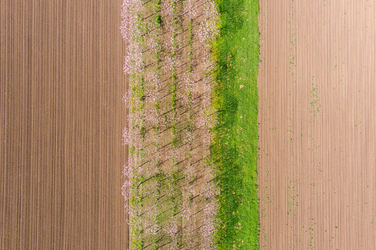View of agricultural fields with a row of flowering trees and a strip of green grass in Romania.