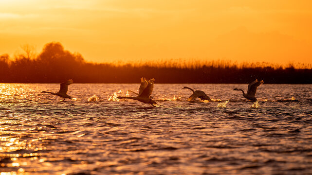 View of swans taking flight from the water surface during a vibrant golden hour sunset in Brasov, Brasov, Romania.