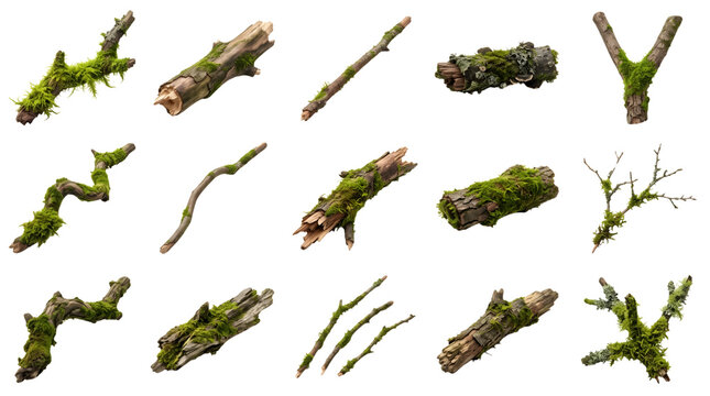 Moss covered tree branches and twigs are arranged neatly in rows against a clean transparent background.