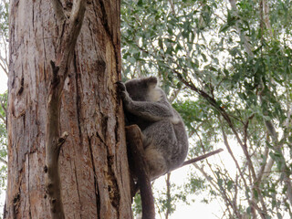 Koala hugging the rough bark of a tall eucalyptus tree trunk while sitting in a fork high in the forest canopy in New South Wales Australia © Benedikt