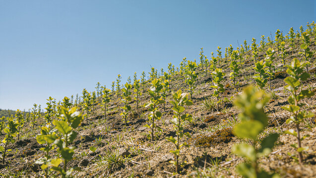 Hillside densely planted with rows of young saplings under a clear blue sky