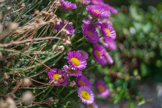 View of vibrant purple daisy-like flowers with bright yellow centers blooming in a garden in Looe, Cornwall, United Kingdom.