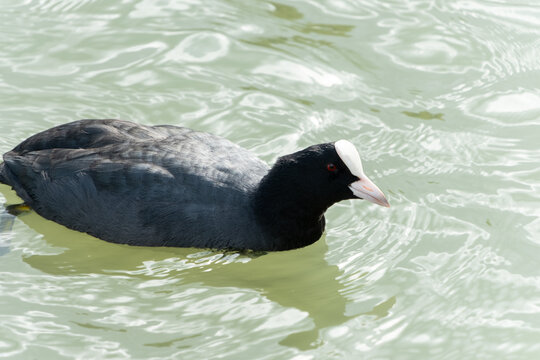 Eurasian coot bird swimming peacefully on water surface with ripples