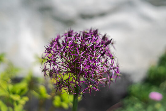 View of a vibrant purple allium flower in full bloom with star-shaped petals in a garden in Looe, Cornwall, United Kingdom.