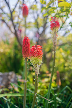 View of vibrant red and yellow Kniphofia flowers blooming in a garden in Looe, Cornwall, United Kingdom.