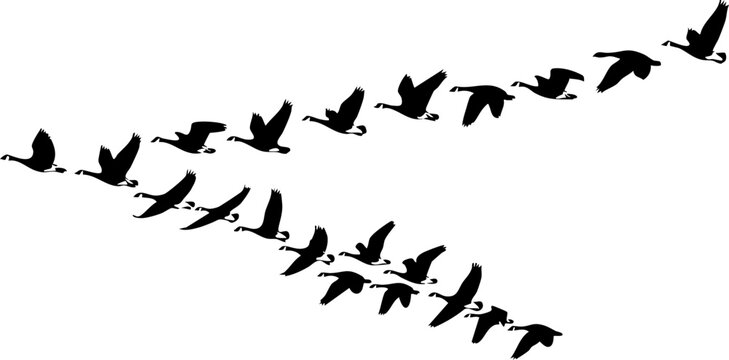 A flock of black birds flying in a v formation isolated on white background Vector