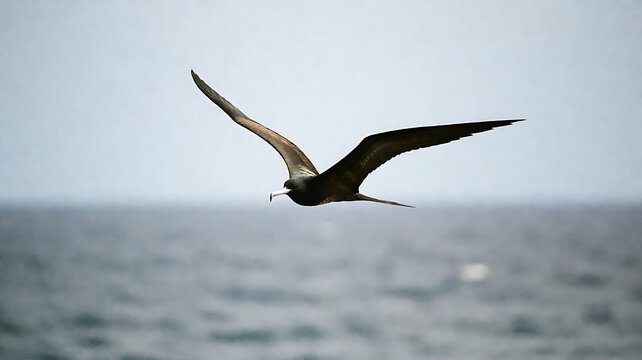 frigatebird soaring with throat pouch inflated in open sea air