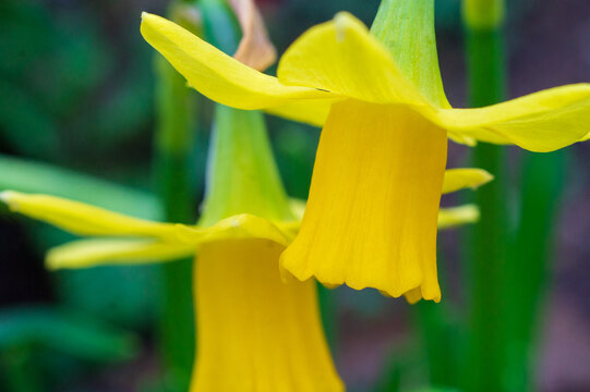 View of vibrant yellow daffodils blooming in a garden in Looe, Cornwall, United Kingdom.