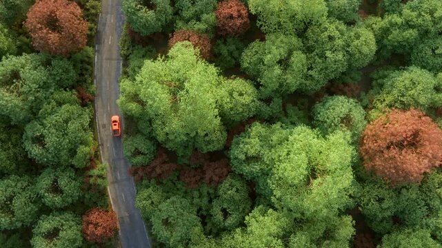 Aerial view of an orange SUV carrying a backpack and storage boxes driving along a forest road surrounded by colorful autumn foliage. Slow camera drift creates cinematic fall travel footage.