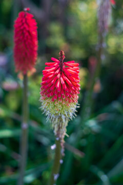 View of vibrant red and yellow red-hot poker flowers blooming in a lush garden in Looe, Cornwall, United Kingdom.