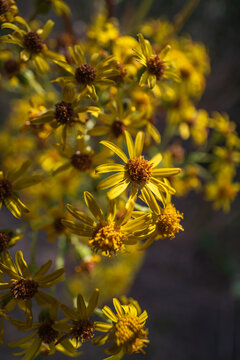 View of yellow ragwort flowers blooming in a field with soft natural lighting in Looe, Cornwall, United Kingdom.