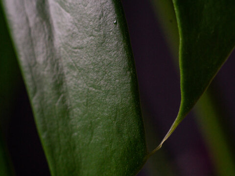 View of the smooth, dark green texture of a plant leaf with soft lighting in Looe, Cornwall, United Kingdom.