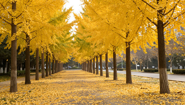 Wide avenue lined with golden yellow ginkgo trees and fallen leaves in autumn