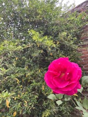 Rosa bordo en un jardín © GABRIELA