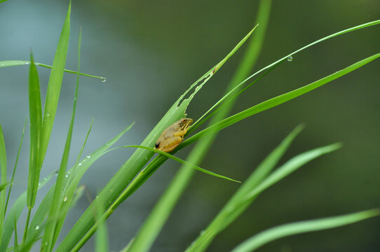 Tiny Yellow Frog Perched on Green Grass Blade with Dew Drops