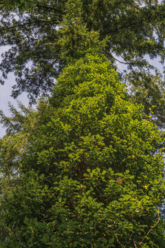 View of a tall tree trunk densely covered in vibrant green ivy and foliage reaching towards the forest canopy in Deer Park, Looe, Cornwall, United Kingdom.