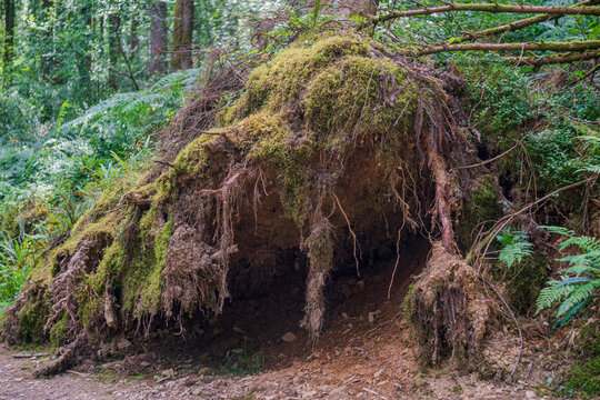 View of a fallen tree with exposed roots covered in moss and soil in the woodland of Deer Park, Looe, Cornwall, United Kingdom.