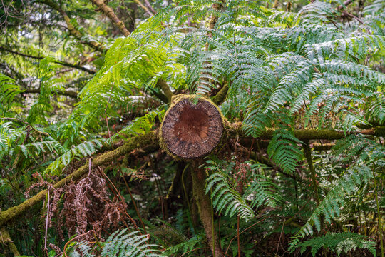 View of a cut tree trunk surrounded by lush green ferns in the woodland of Deer Park, Looe, Cornwall, United Kingdom.