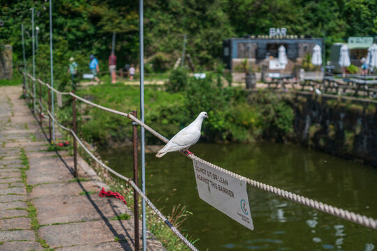 View of a white pigeon perched on a rope barrier with a warning sign at the harbour in Charlestown, Cornwall, United Kingdom.