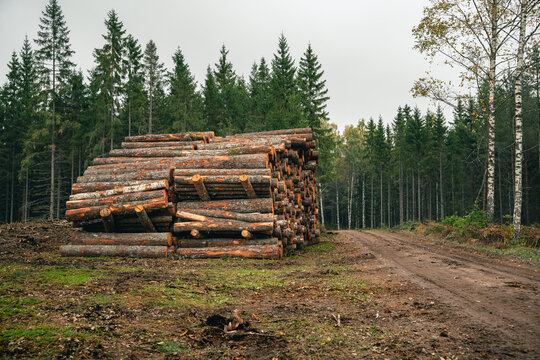 Large stack of harvested timber beside a dirt road in conifer forest