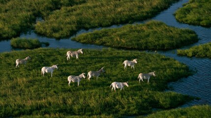 Obraz premium Aerial View of a Herd of Zebras Grazing in the Lush Green Wetlands of Okavango Delta, Botswana