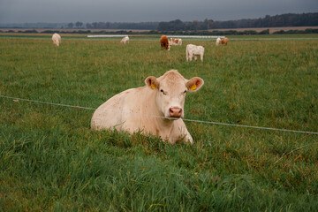 White beef cow resting in pasture behind electric fence with grazing herd © Edijs