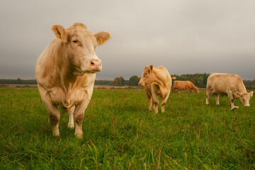 Beef cattle herd standing and grazing in a green pasture © Edijs