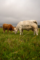 Two beef cattle grazing together in green pasture under cloudy sky © Edijs