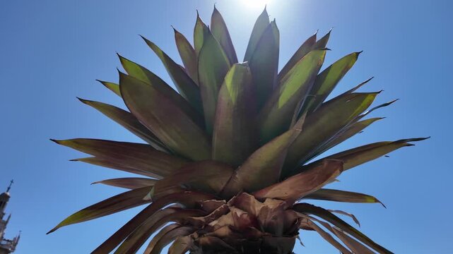 Tropical agave plant against blue sky at Simala Shrine, Cebu