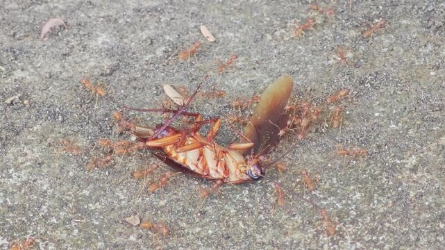 Red ants teamwork carrying a dead cockroach to their nest as food in nature.